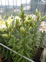 [1753 Doubleen No02.JPG]